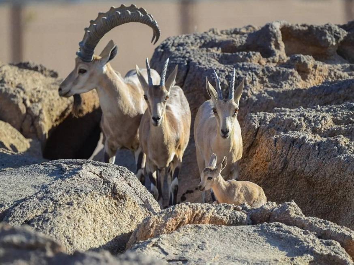ولادة أول وعل نوبي في محمية الأمير محمد بن سلمان