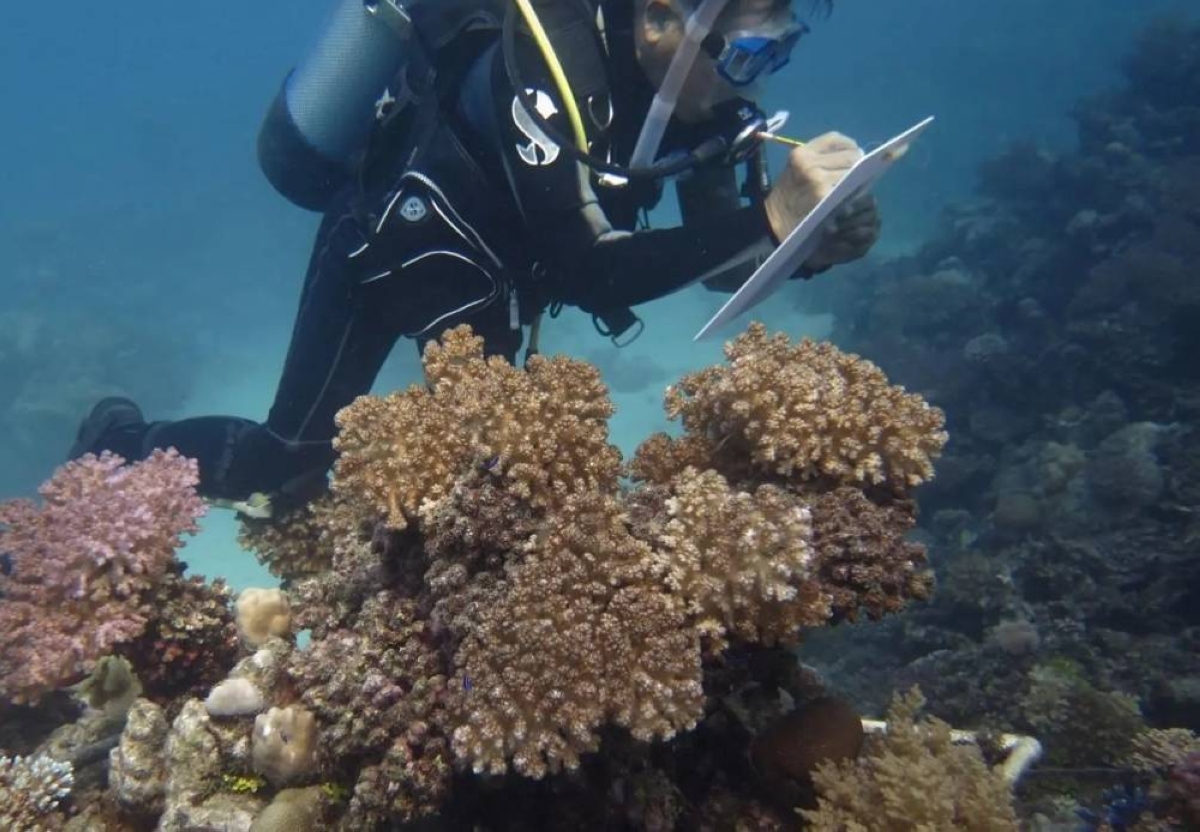 حماية النظم البيئية البحرية واستدامة الاقتصاد البحري