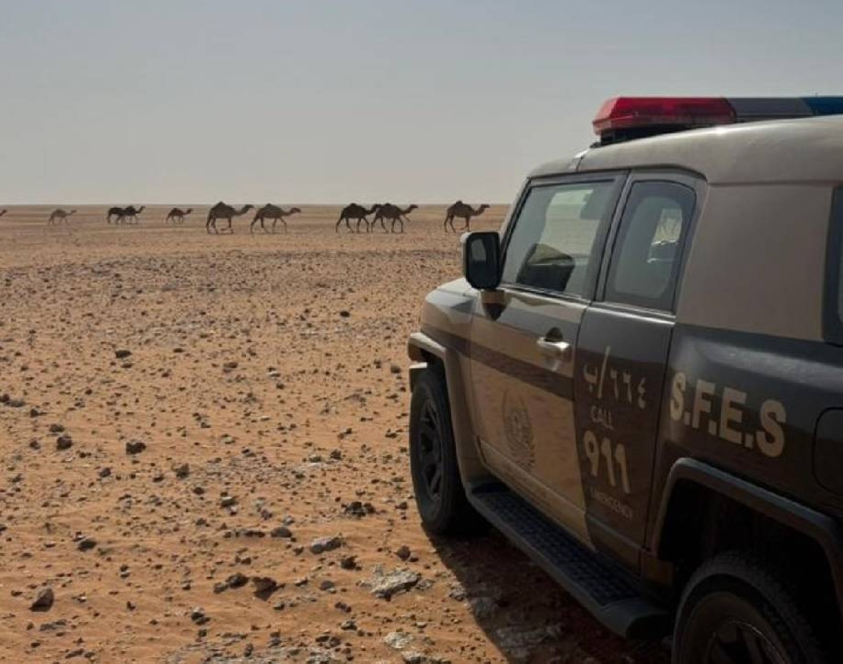 مخالفة رعي في محمية الإمام عبدالعزيز: ضبط مواطن