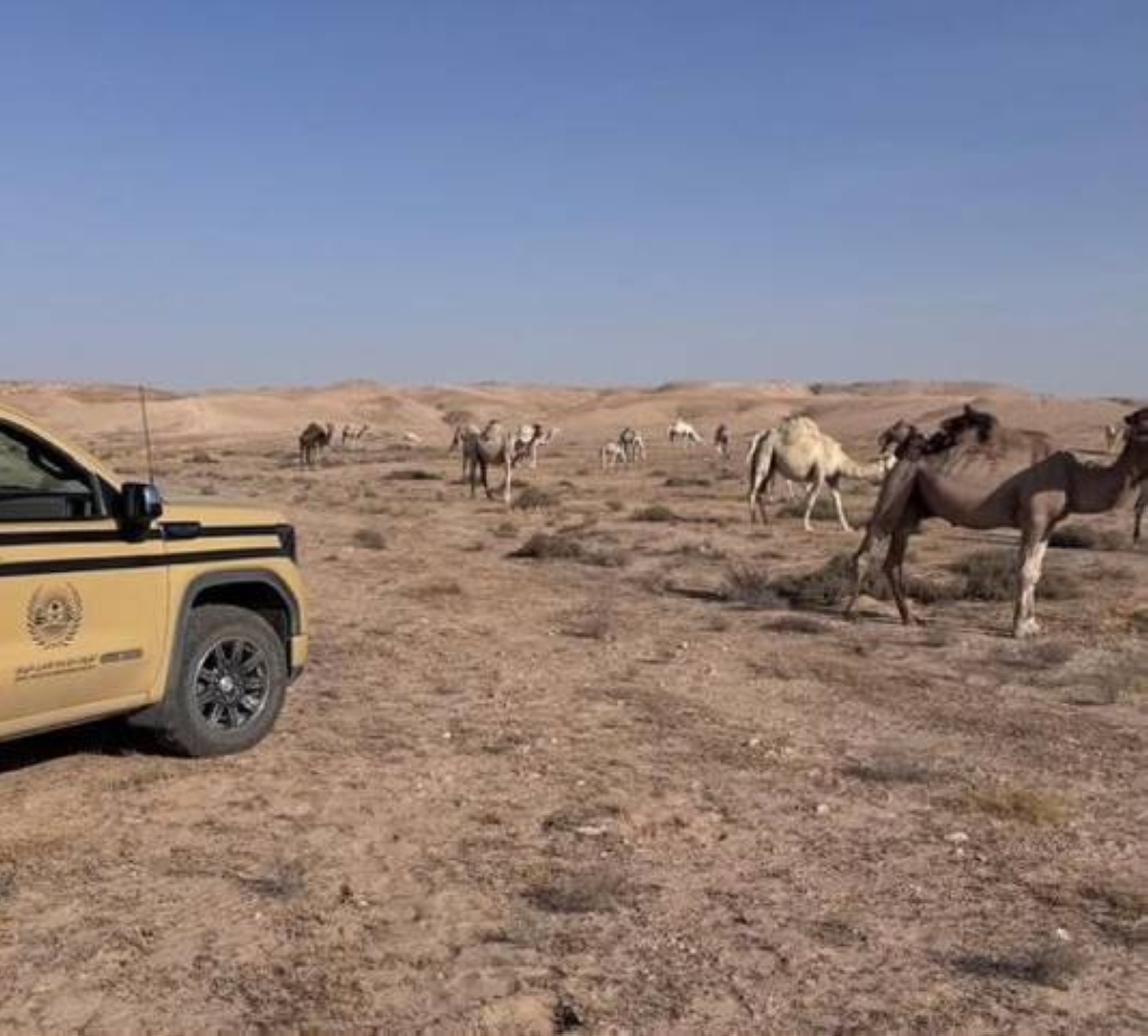 ضبط مخالفة رعي في محمية الملك عبدالعزيز الملكية