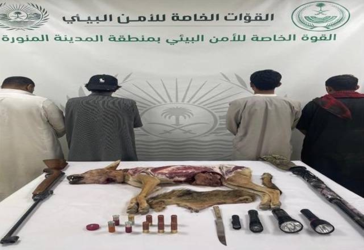 ضبط 4 أشخاص لصيد الذئب العربي المهدد بالانقراض