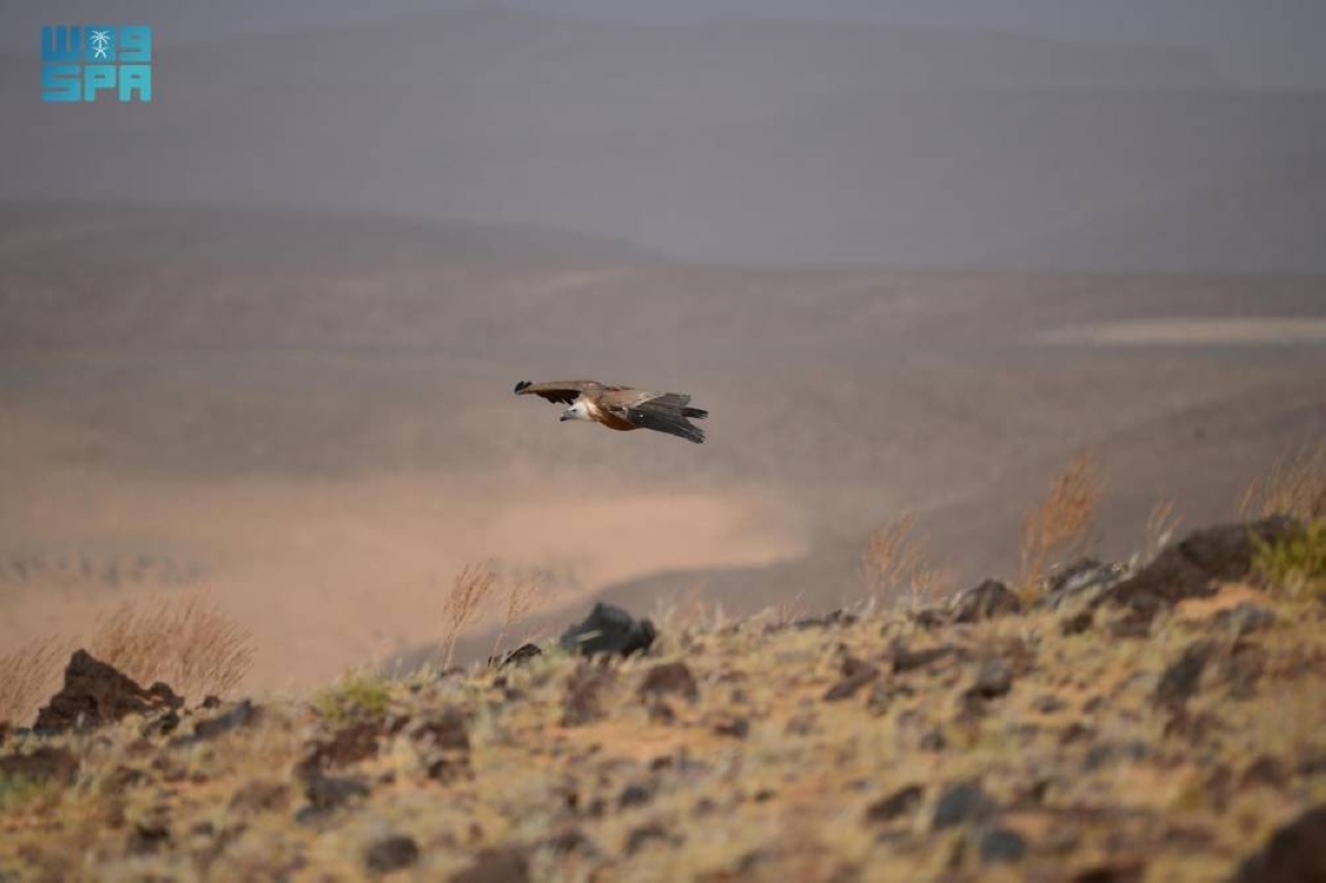 احتفال عالمي بالتوعية بالنسور: أهمية وحماية البيئة