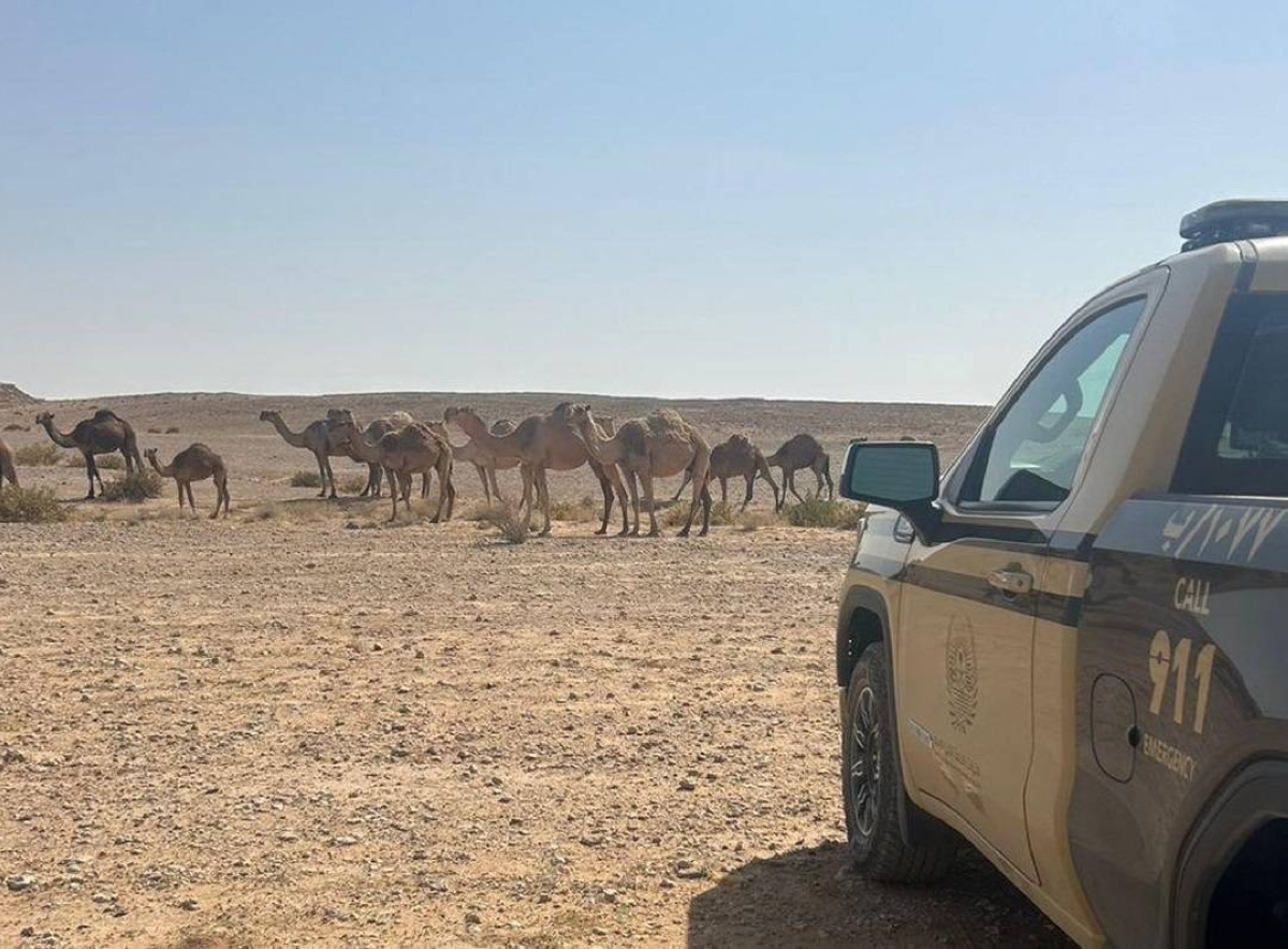 ضبط مواطن لمخالفة رعي غير قانوني في محمية طبيعية