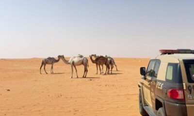 ضبط مواطن مخالف لرعي غير قانوني في محمية بيئية