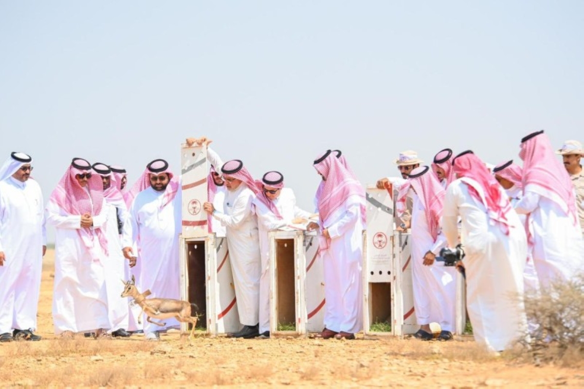 إطلاق ظباء الأدمي في محمية جزر فرسان بجازان