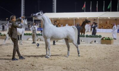 بطولة جمال الخيل العربية الأصيلة 2025: اختتام ناجح