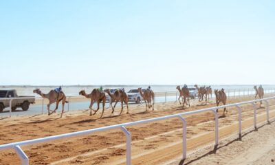 سباقات الهجن في الباحة: الاتحاد السعودي يبرز التراث الأصيل