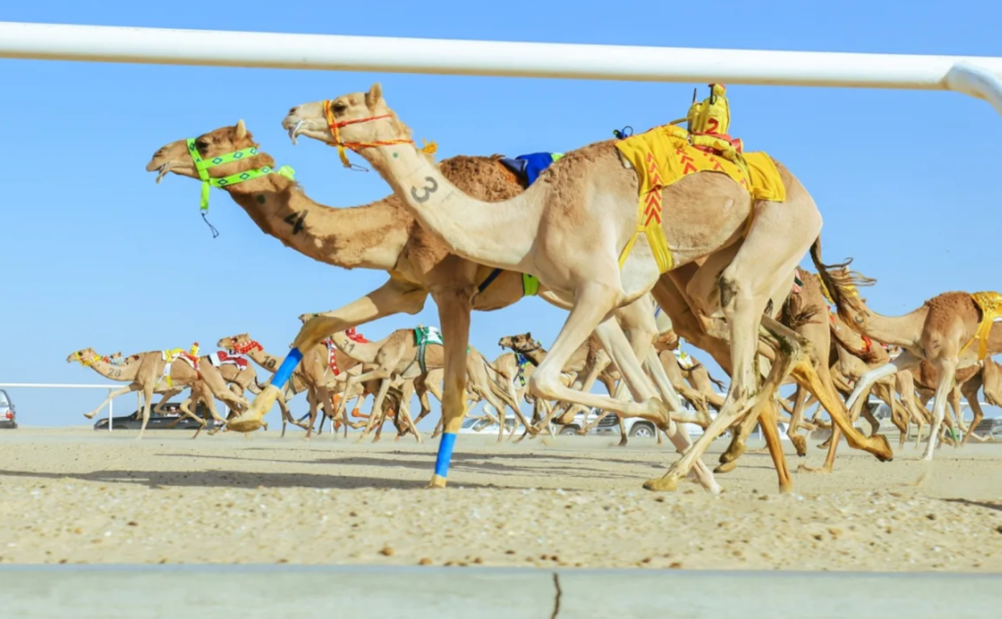 الاتحاد السعودي للهجن: مشاركة ناجحة في بوليفارد الباحة