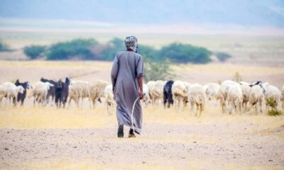 انتهاء الرعي الموسمي في محمية الإمام تركي يناير 2026