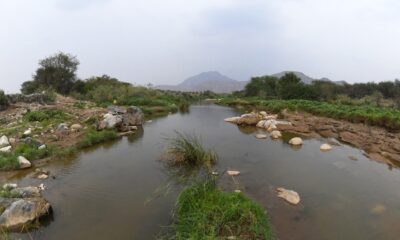 اكتشاف 165 نوع نباتي في عسير ضمن رؤية 2030 السعودية