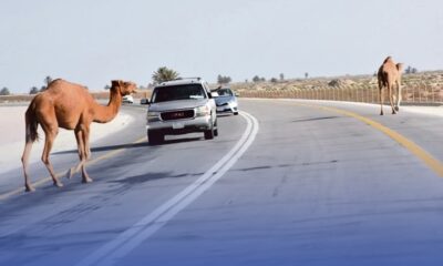 حوادث الإبل في السعودية: إحصائيات وتدابير وقائية جديدة