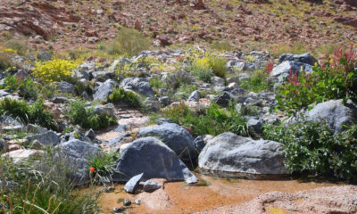 السعودية الخضراء: 63 نوعًا نباتيًا محليًا يزدهر في تبوك