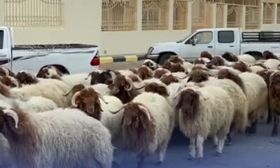 السعودية تسلم مصر وفلسطين حصص الهدي والأضاحي لعام 1445