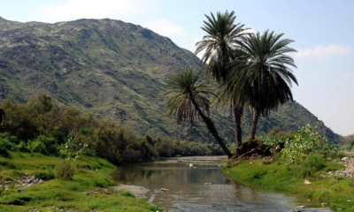 جازان: 165 نباتًا محليًا يعزز مبادرة السعودية الخضراء