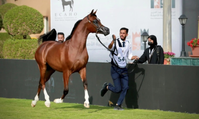 Regulations for registering purebred Arabian horses in Saudi Arabia and naming requirements