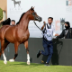 Regulations for registering purebred Arabian horses in Saudi Arabia and naming requirements