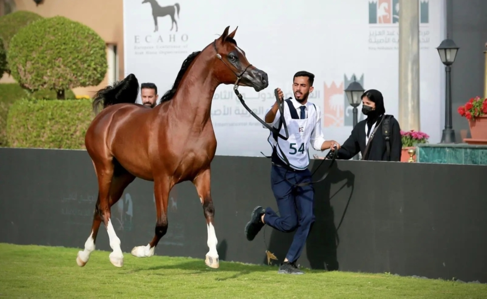 ضوابط تسجيل الخيل العربية الأصيلة في السعودية وشروط التسمية