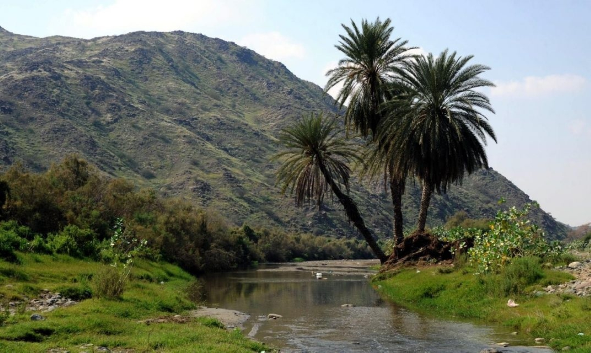 44 types of native plants for developing vegetation cover in Al-Jawf