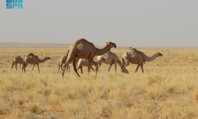 عودة مواشي غير السعوديين إلكترونياً: خطوة نحو السعودية الخضراء