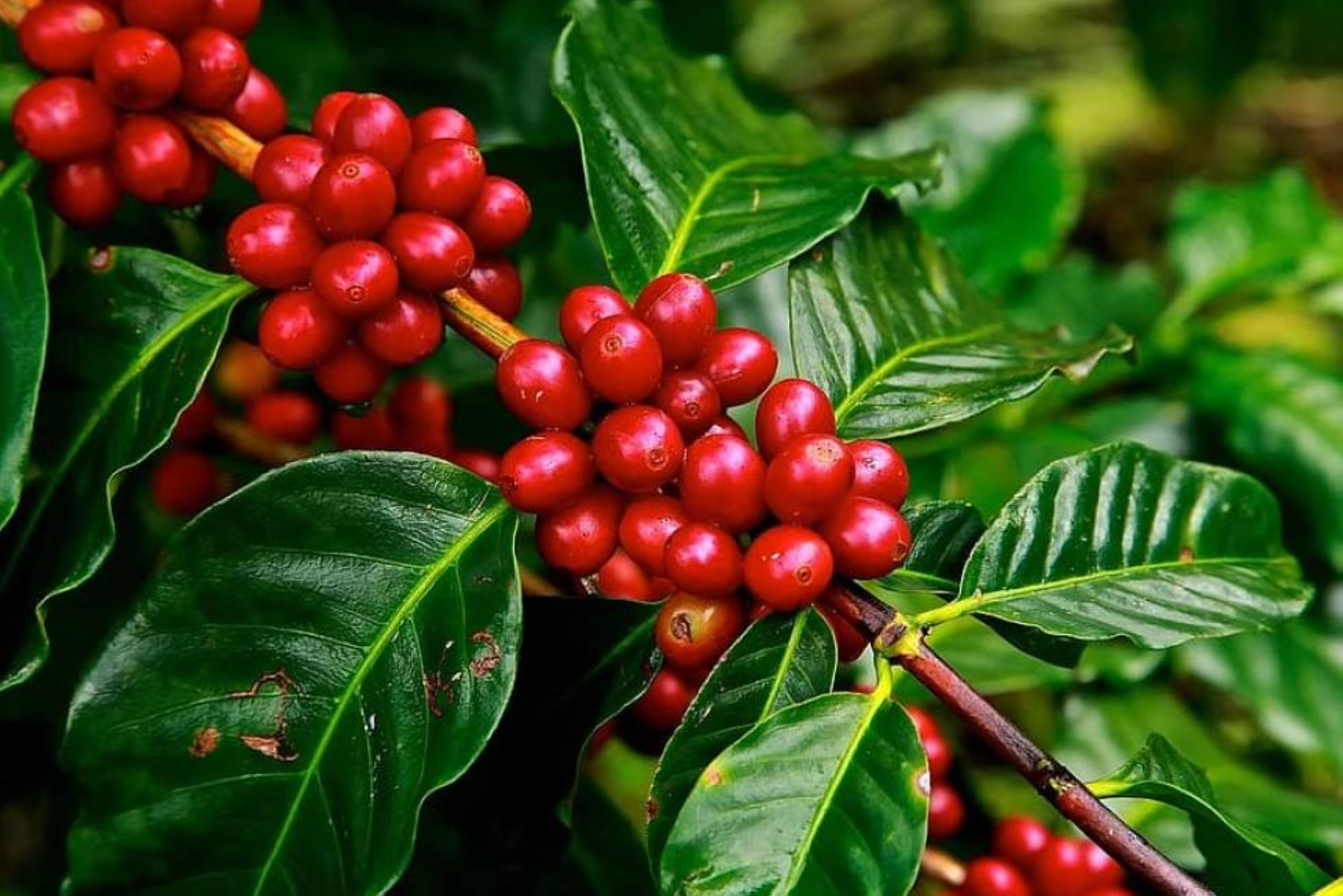 وقاء يحظر استيراد شتلات البن المعدلة وراثياً: شروط جديدة