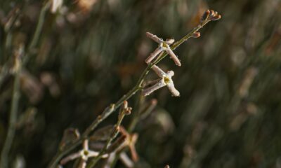 شجيرة الجريباء: خصائصها ودورها في مكافحة التصحر بالسعودية