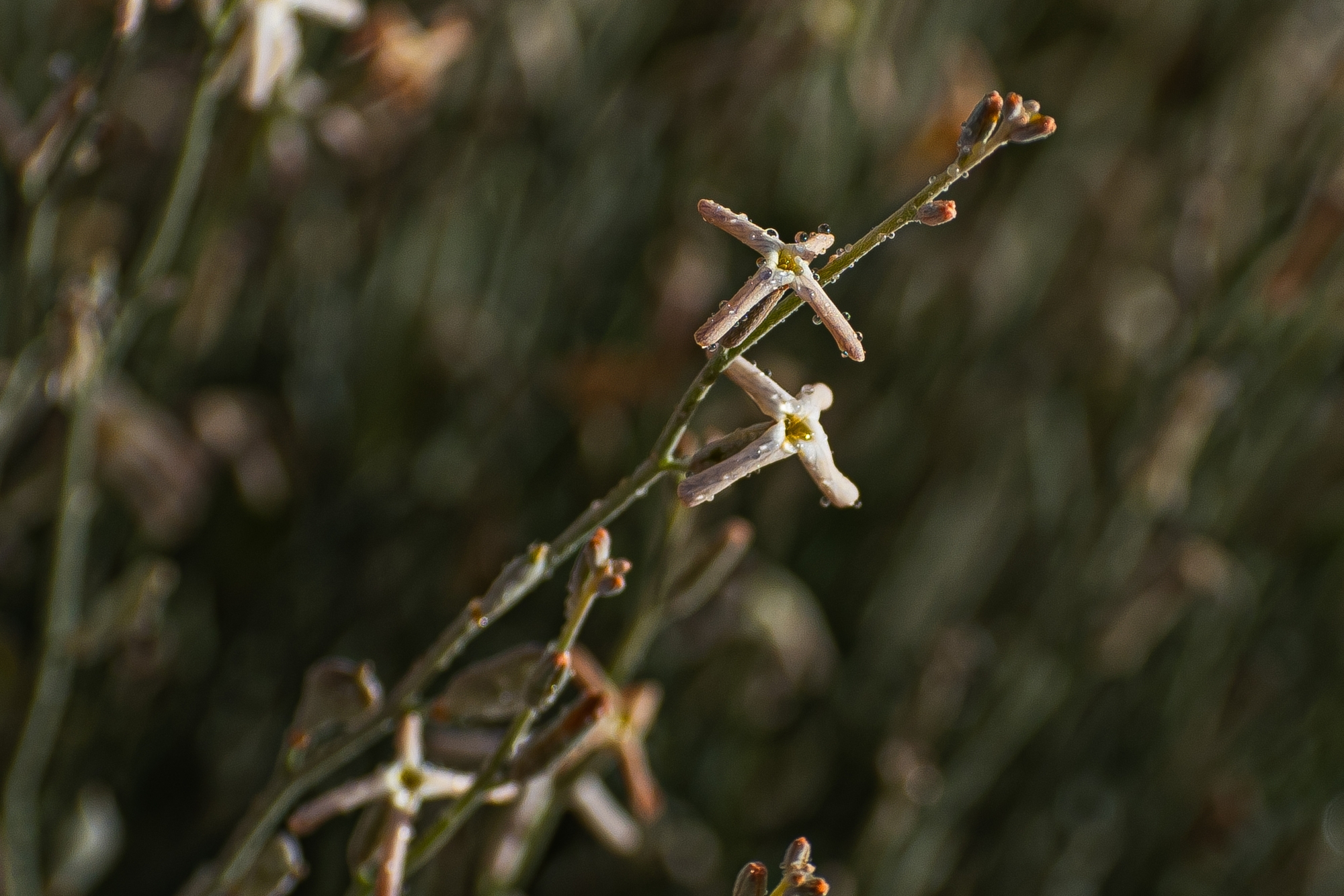 شجيرة الجريباء: خصائصها ودورها في مكافحة التصحر بالسعودية