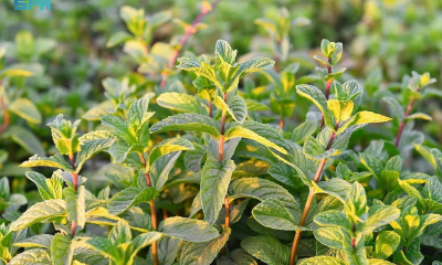 اتفاقية لإنشاء مدرسة حقلية للنباتات العطرية بالمدينة المنورة