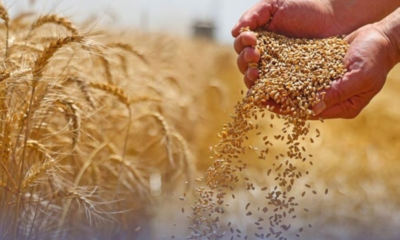 الأمن الغذائي تشتري 794 ألف طن قمح لتعزيز المخزون الاستراتيجي